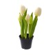 5 weiße Real Touch-Tulpen in einem Topf. Diese Tulpen sind praktisch nicht von echten Tulpen zu unterscheiden und haben das Aussehen und die Haptik echter Tulpen