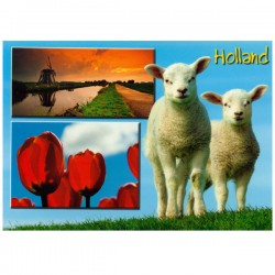 Ansichtkaart holland a6 lammetjes - 25708 Ansichtkaart holland a6 lammetjes - 25708